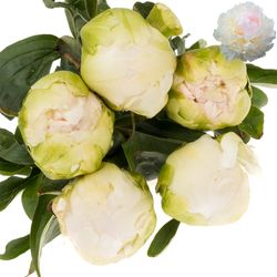 Pfingstrose weiss/rosa Brother Chuck 55cm