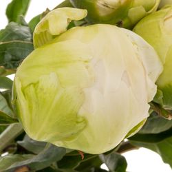 Pfingstrose weiss/rosa Brother Chuck 55cm