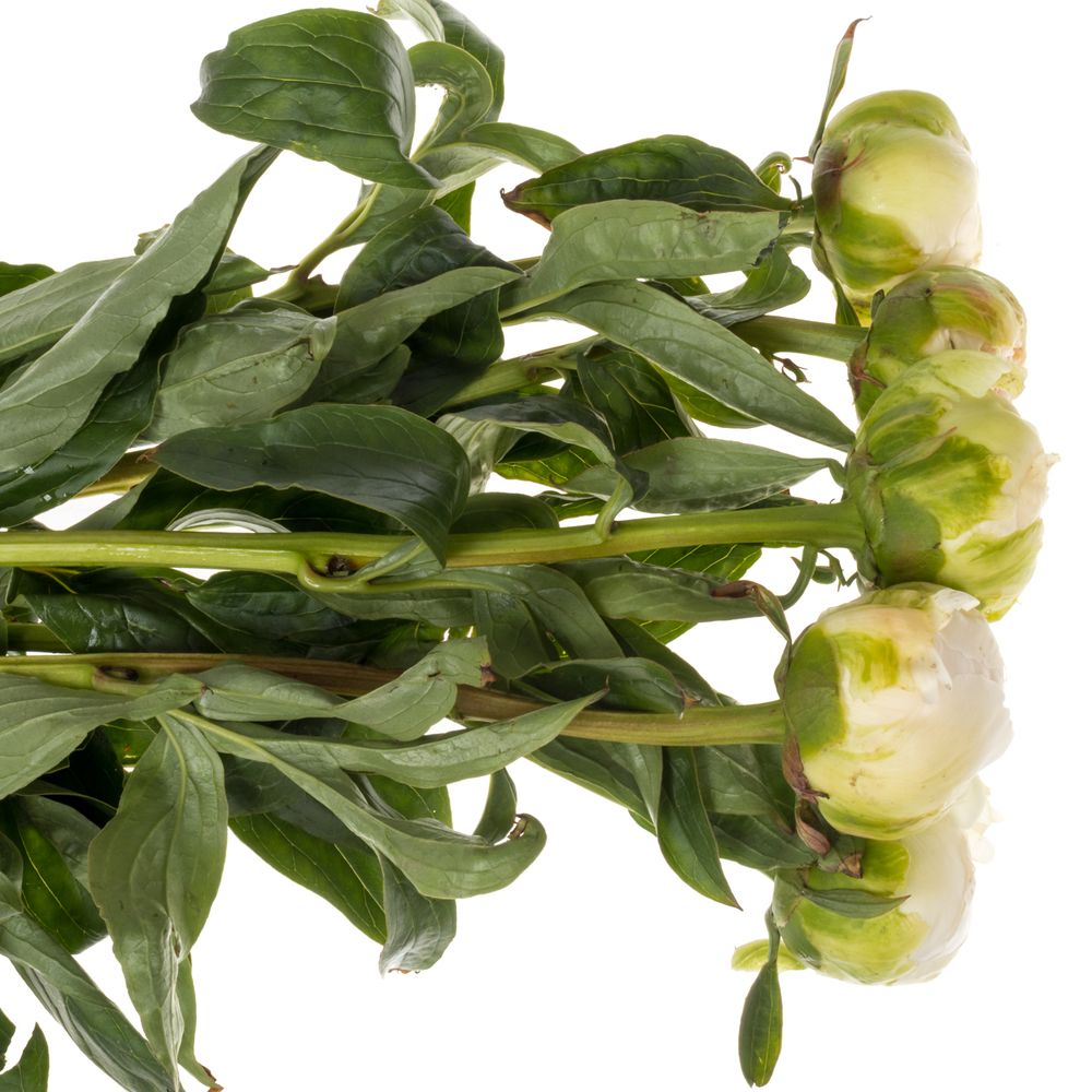 Pfingstrose weiss/rosa Brother Chuck 55cm