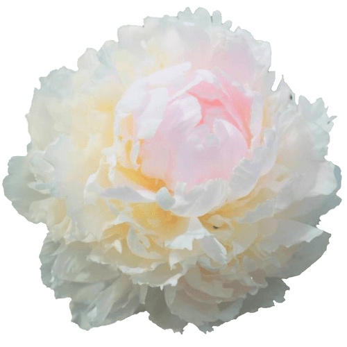 Pfingstrose weiss/rosa Brother Chuck 55cm