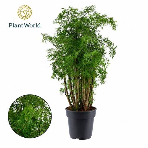 Polyscias Ming T21 H90