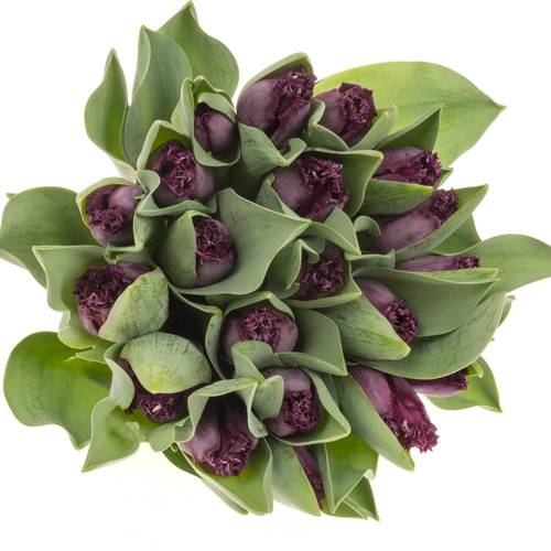 Tulpedunkel braun cherry gezackt George 35 Gramm