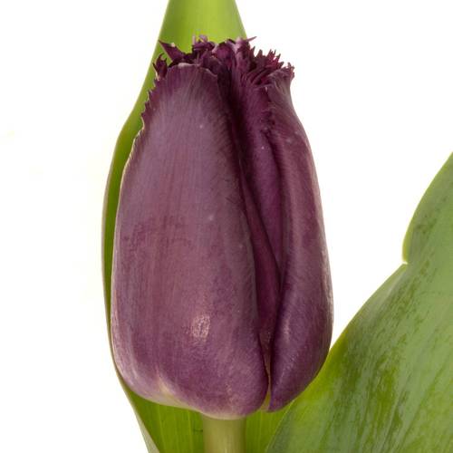 Tulpedunkel braun cherry gezackt George 35 Gramm