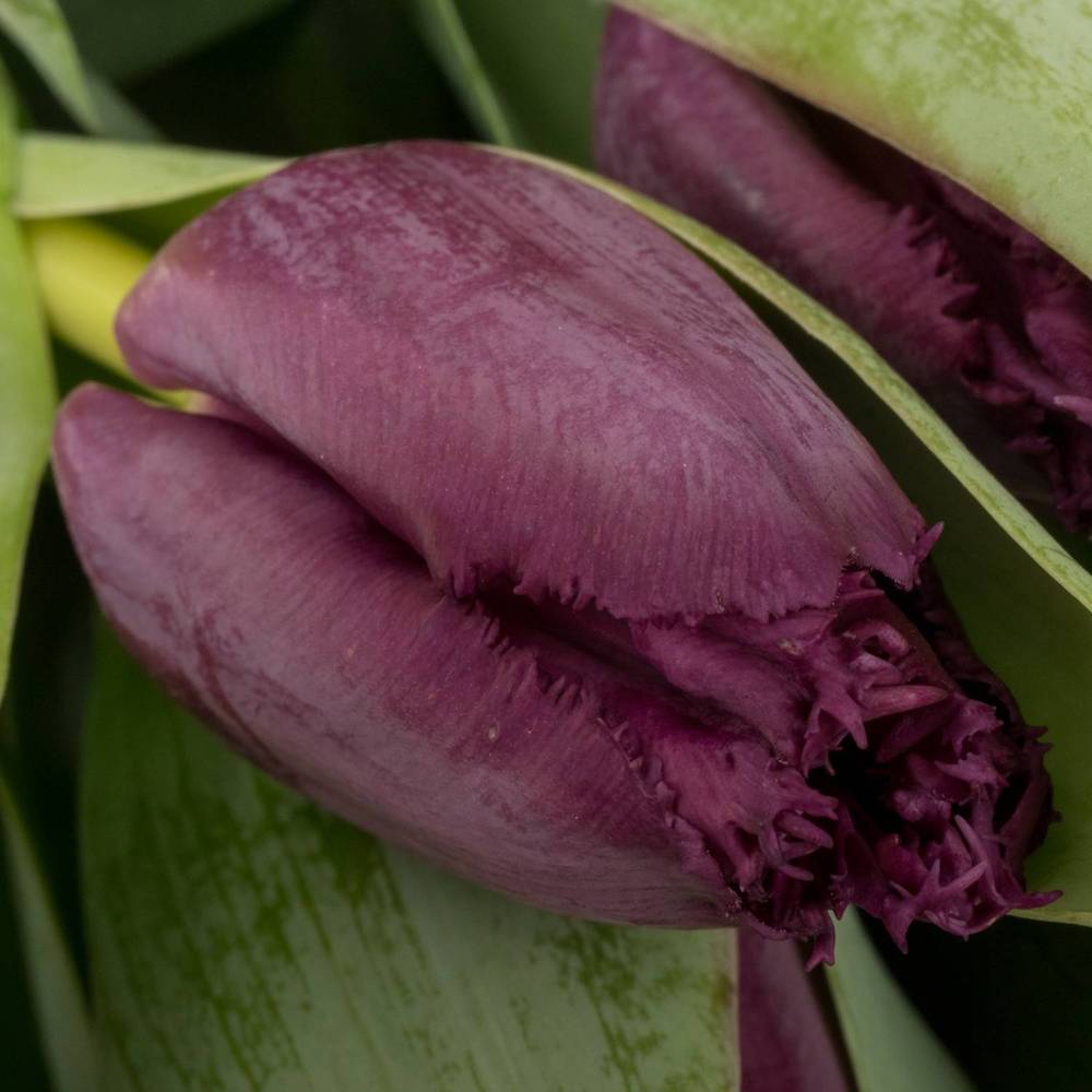 Tulpedunkel braun cherry gezackt George 35 Gramm