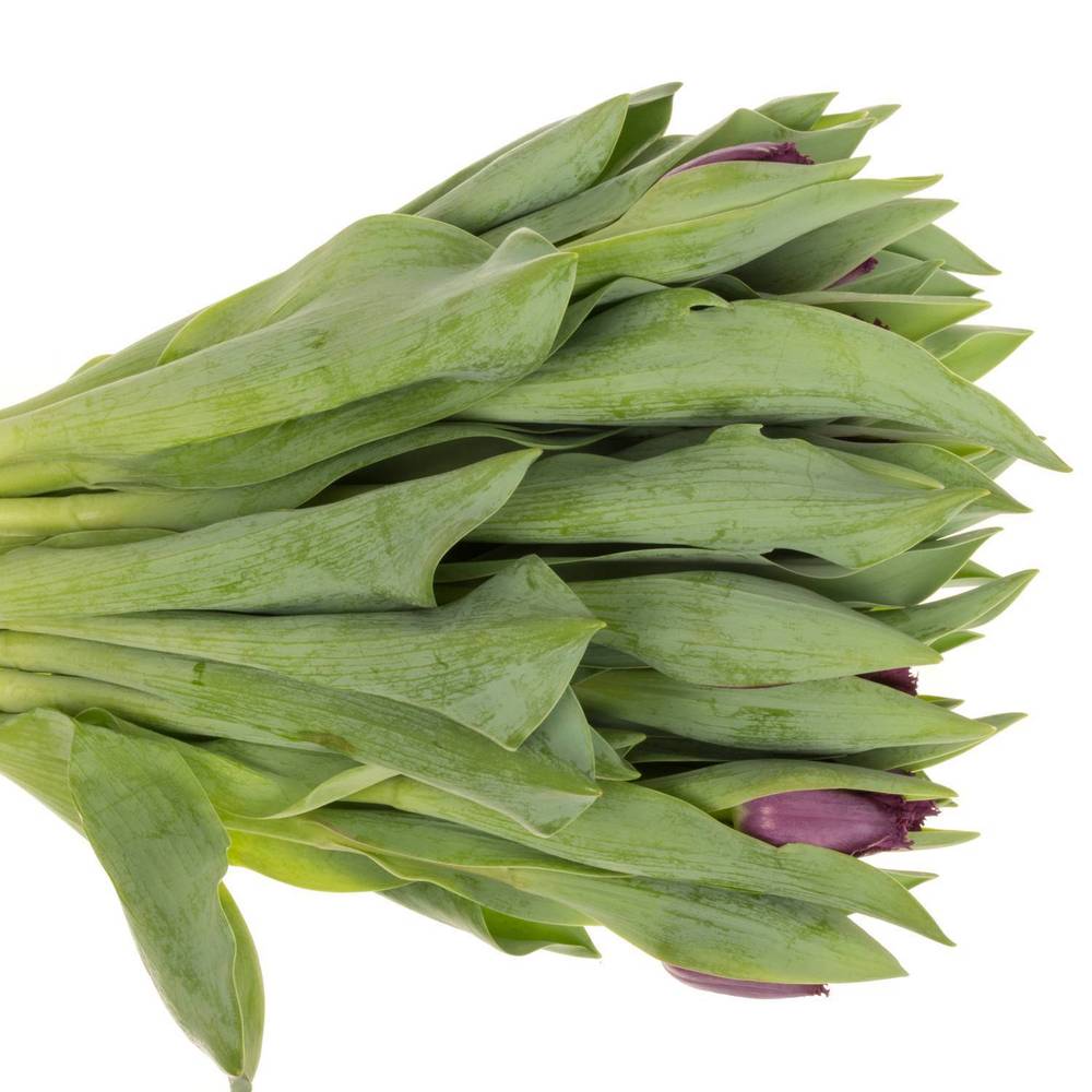 Tulpedunkel braun cherry gezackt George 35 Gramm