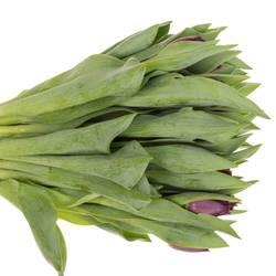 Tulpedunkel braun cherry gezackt George 35 Gramm