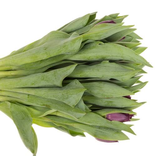 Tulpedunkel braun cherry gezackt George 35 Gramm