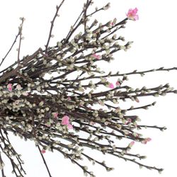 Prunus rosa Mandelzweig 60cm