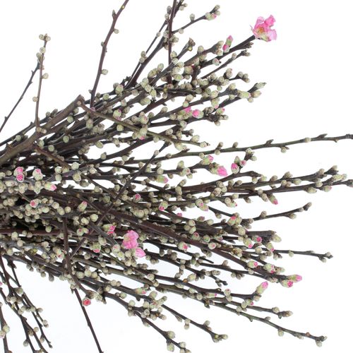 Prunus rosa Mandelzweig 60cm