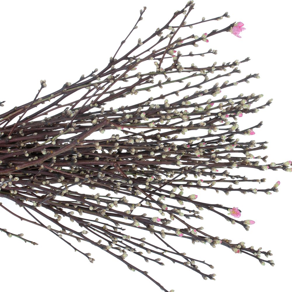 Prunus rosa Mandelzweig 60cm