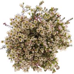 Wachsflower creme/weiss Liron 20 Gramm 60cm