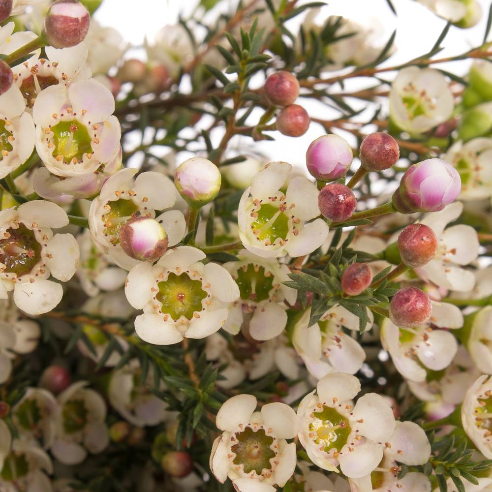 Wachsflower creme/weiss Liron 20 Gramm 60cm