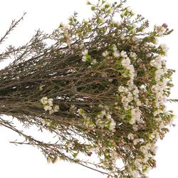 Wachsflower creme/weiss Liron 20 Gramm 60cm