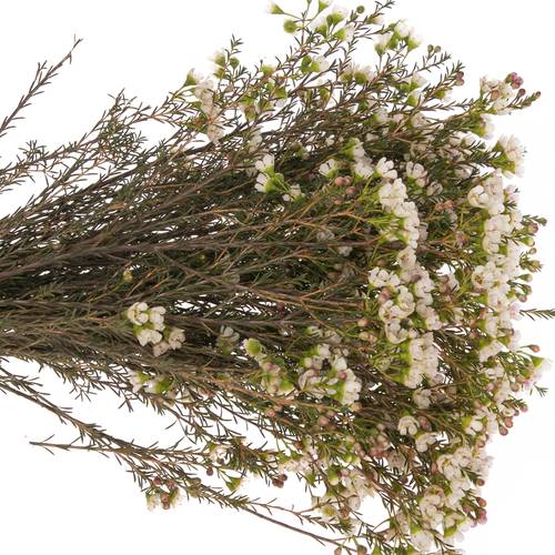 Wachsflower creme/weiss Liron 20 Gramm 60cm