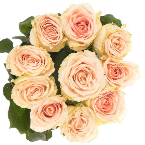 Rose rosa Doris Day 55cm