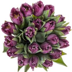 Tulpe lila San Clemente Triflor 42 Gramm