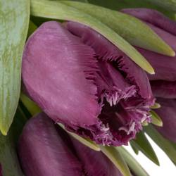 Tulpe lila San Clemente Triflor 42 Gramm