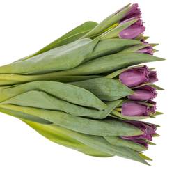 Tulpe lila San Clemente Triflor 42 Gramm