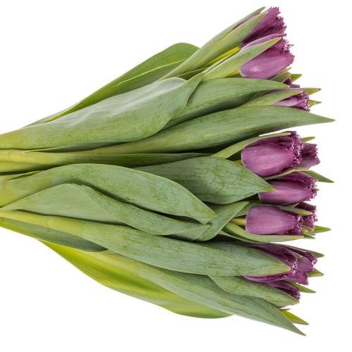 Tulpe lila San Clemente Triflor 42 Gramm