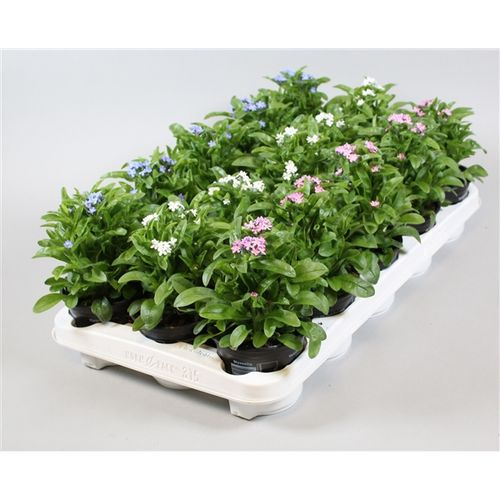 Myosotis mix Mon Amie T10,5 H010