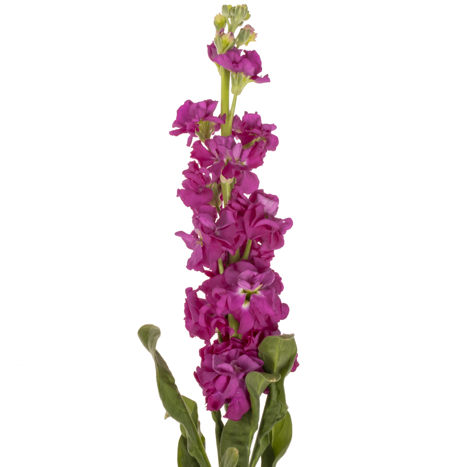 Levkoje fuchsia Iron Rose Italien 65cm