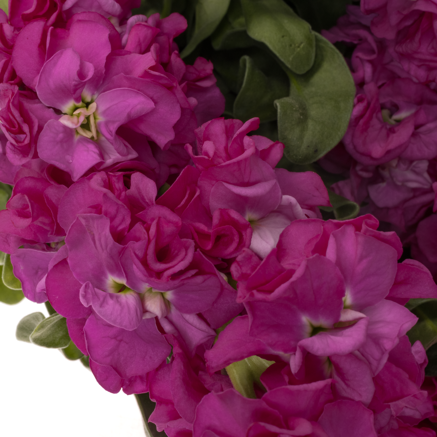 Levkoje fuchsia Iron Rose Italien 65cm