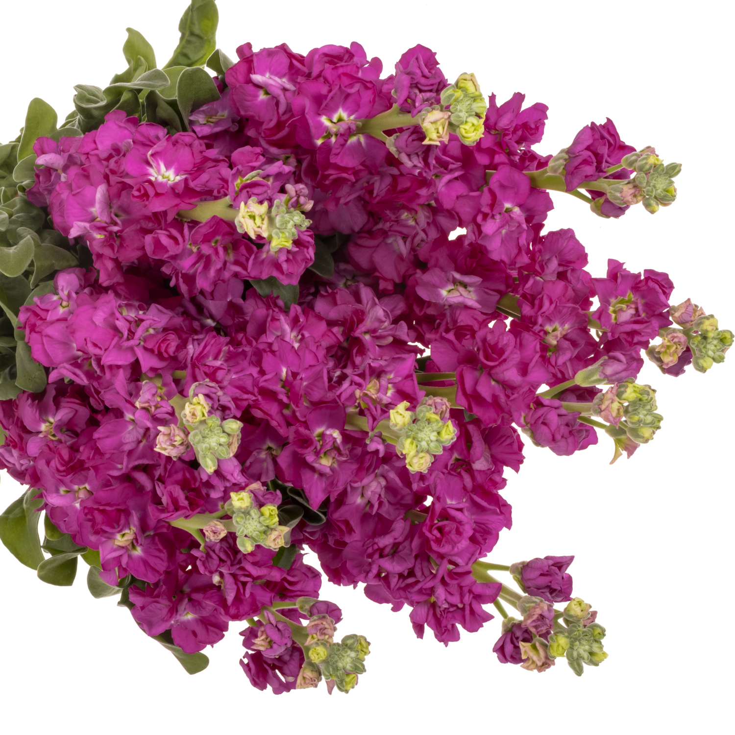 Levkoje fuchsia Iron Rose Italien 65cm