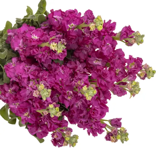 Levkoje fuchsia Iron Rose Italien 65cm