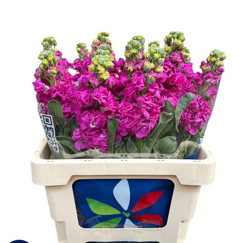Levkoje fuchsia Iron Rose 55cm Italien