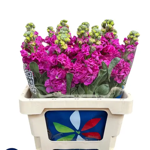 Levkoje fuchsia Iron Rose 55cm Italien