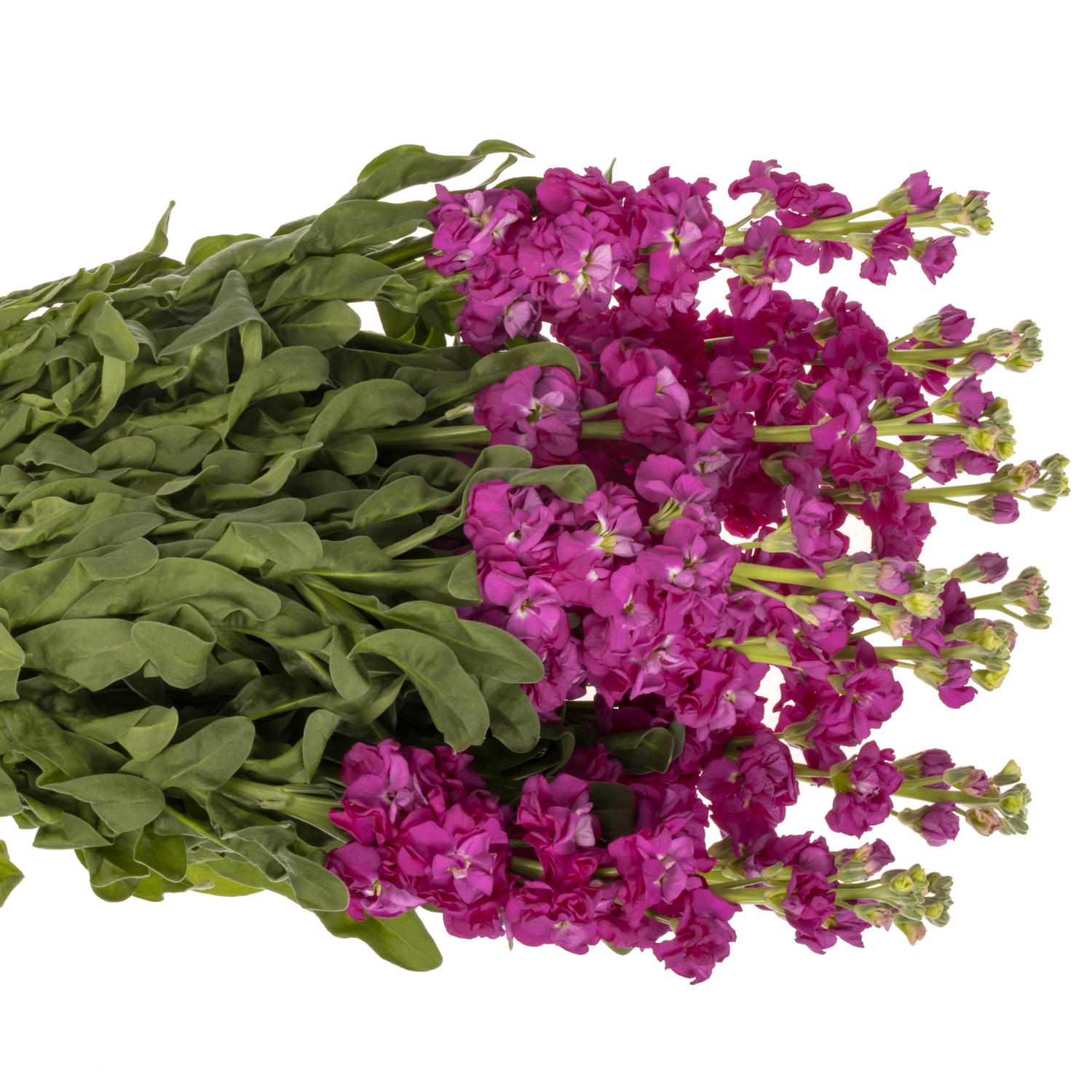 Levkoje fuchsia Iron Rose Italien 65cm