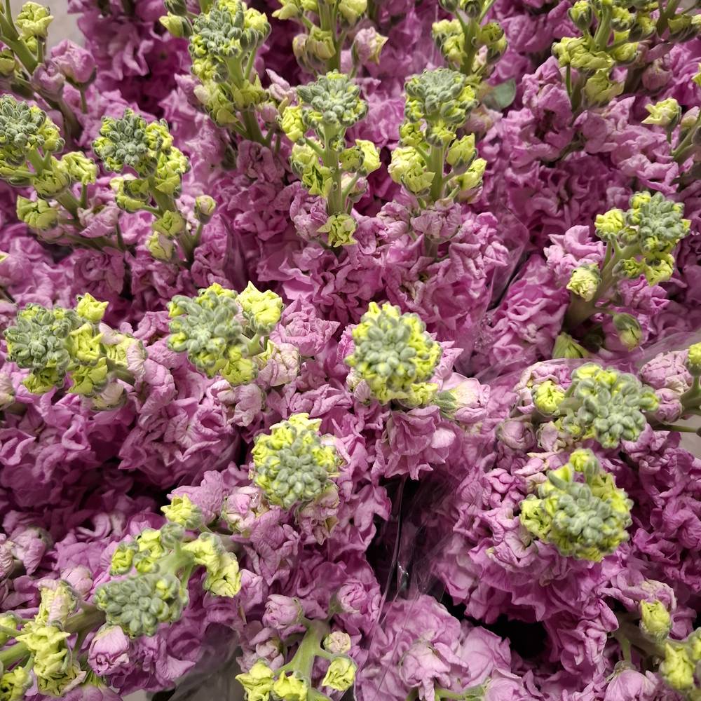 Levkoje fuchsia Iron Rose Italien 65cm