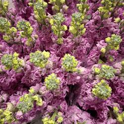 Levkoje fuchsia Iron Rose Italien 65cm