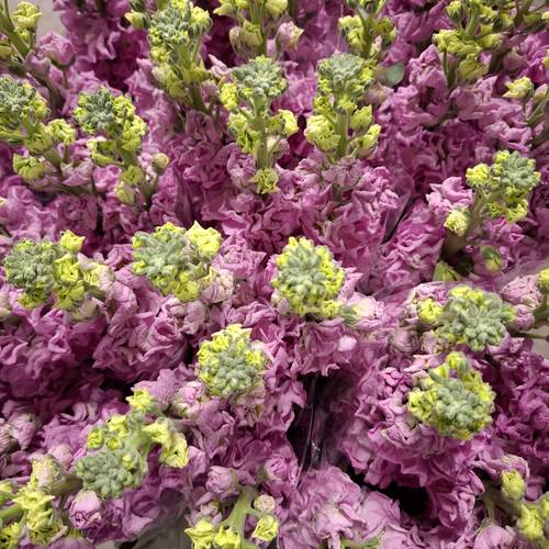 Levkoje fuchsia Iron Rose Italien 65cm