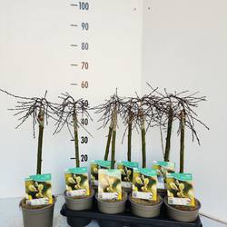 Salix ilona T14 H050