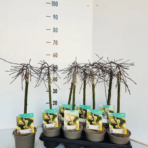 Salix Ilona T14 H050