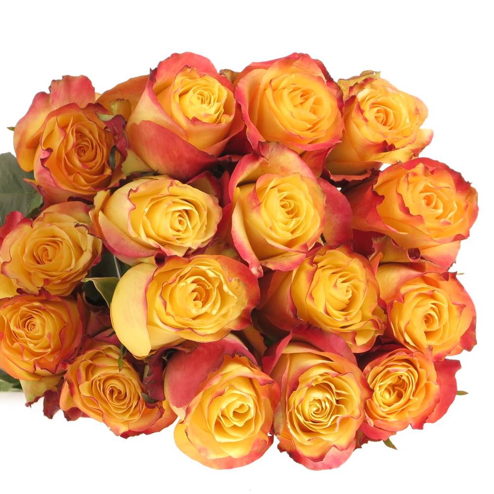 Rose gelb/rot Newsflash (Ec) 40cm