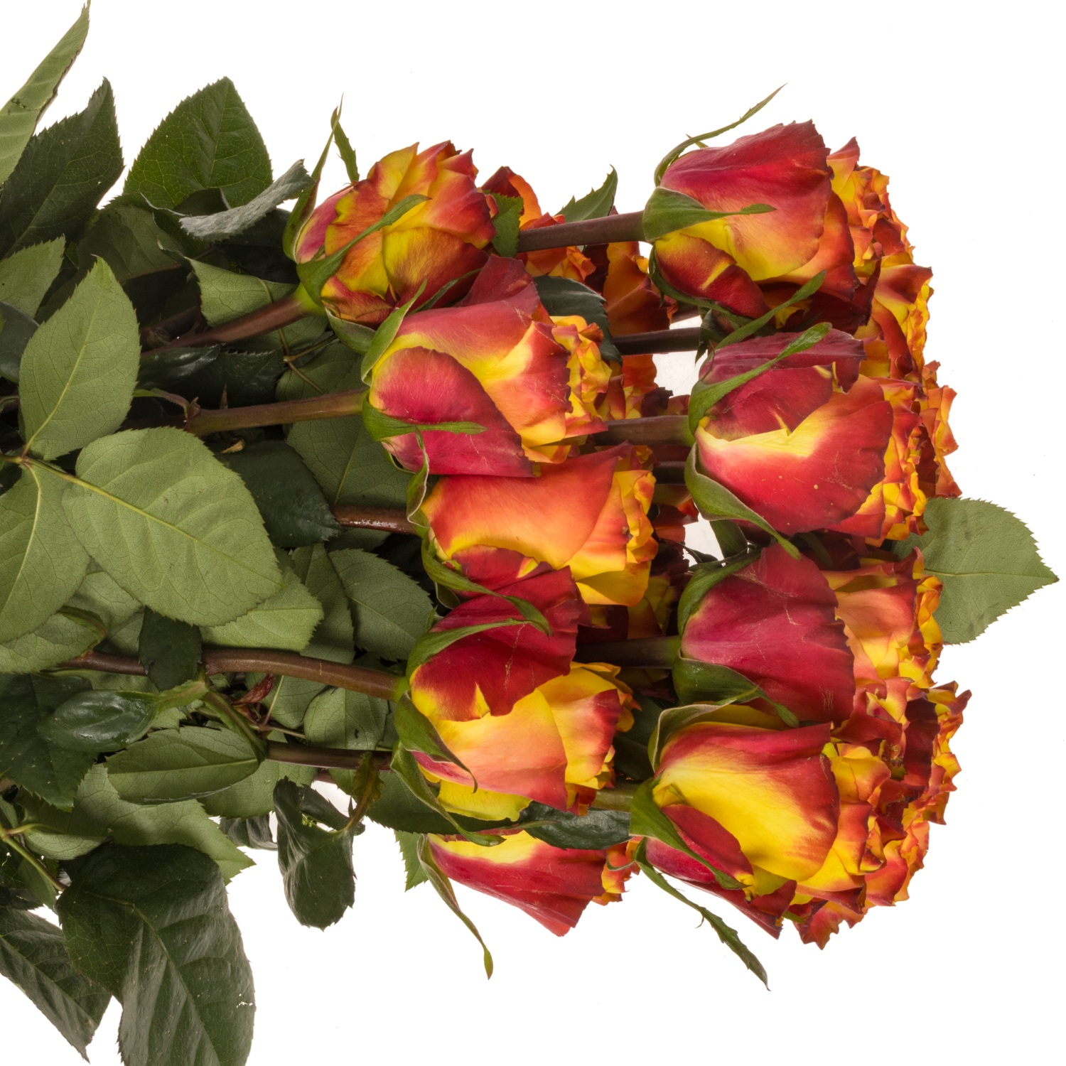 Rose gelb/rot Newsflash (Ec) 40cm