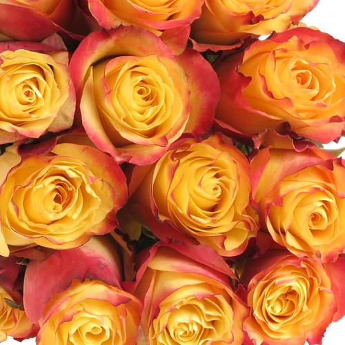 Rose gelb/rot Newsflash (Ec) 40cm