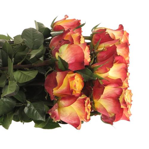 Rose gelb/rot Newsflash (Ec) 40cm