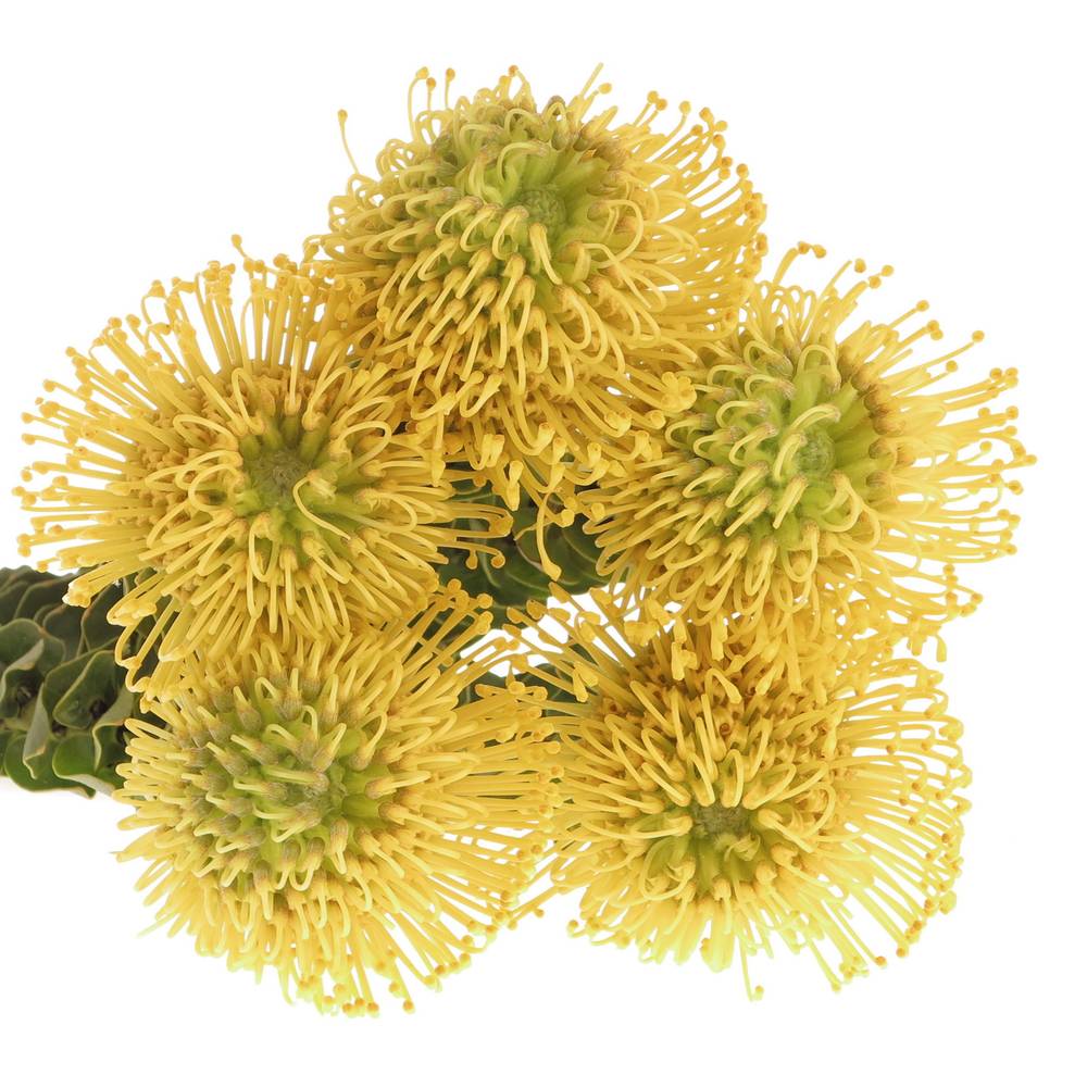 Nutans gelb High Gold 35cm