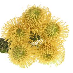 Nutans gelb High Gold 35cm