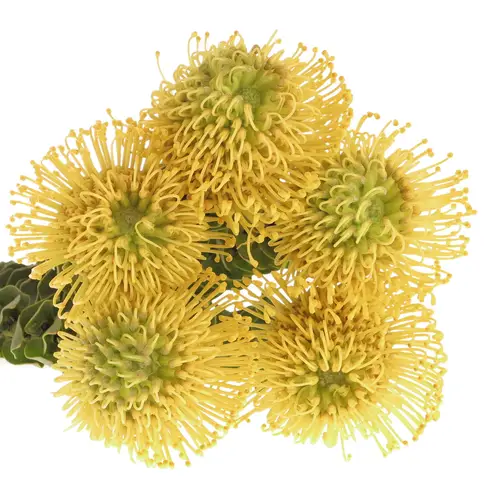 Nutans gelb High Gold 35cm