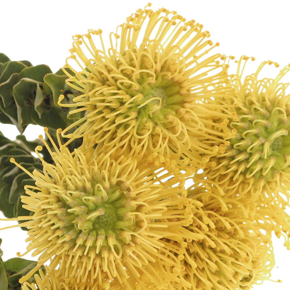 Nutans gelb High Gold 35cm