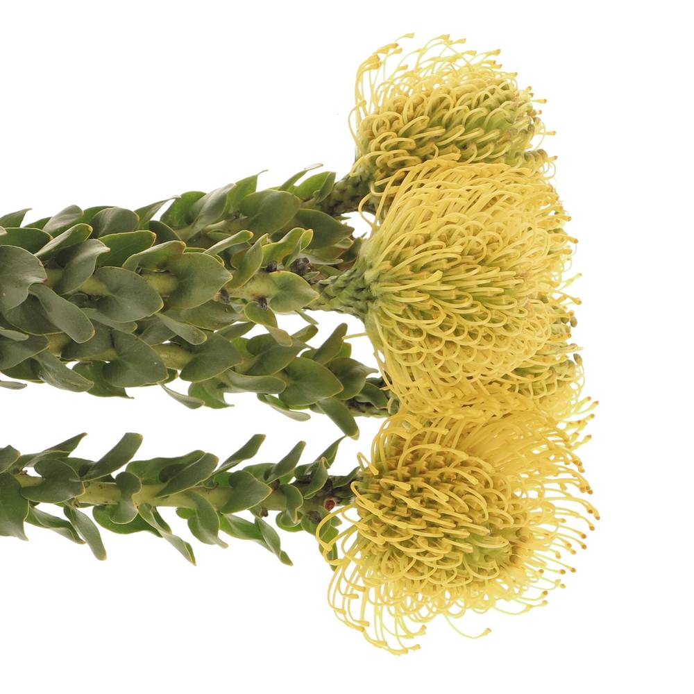 Nutans gelb High Gold 35cm