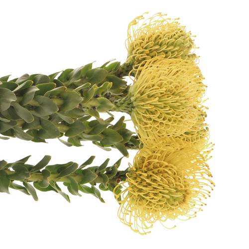Nutans gelb High Gold 35cm