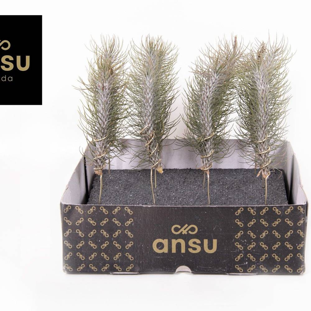 Tillandsia Funckiana Crazy Love auf Stab T02 H020