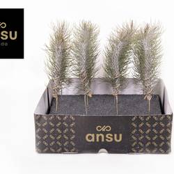 Tillandsia Funckiana Crazy Love auf Stab T02 H020