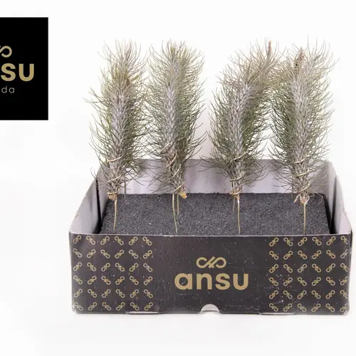 Tillandsia Funckiana Crazy Love auf Stab T02 H020