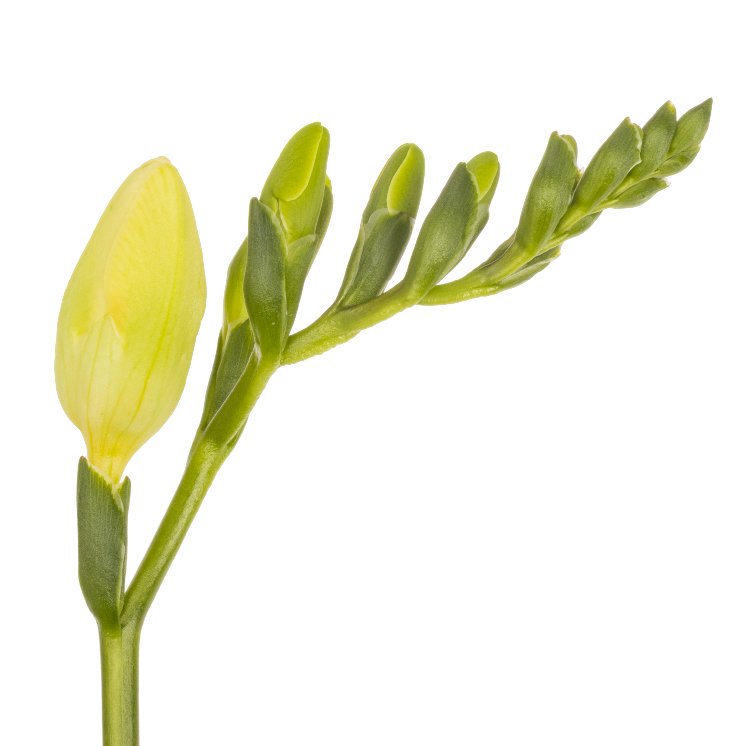 Freesie weiss Ambiance 16 Gramm